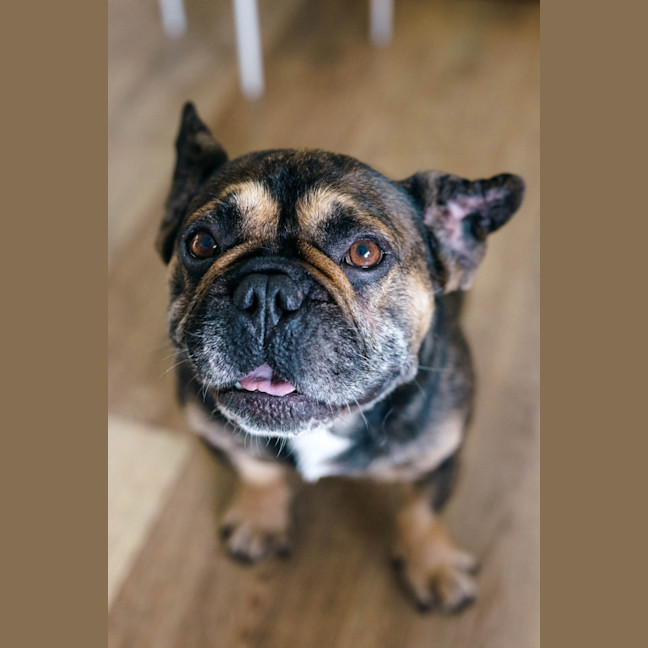 Photo of Bear   6 Year Old French Bulldog