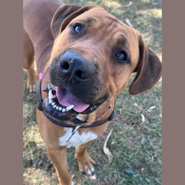 Photo of Big Boy