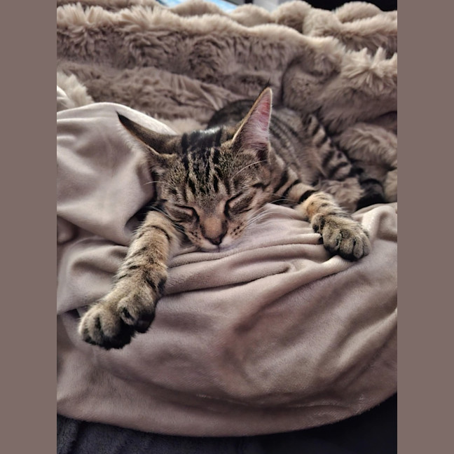 Photo of Olive *9 Lives Project Rescue