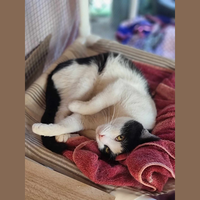 Photo of Sylvester