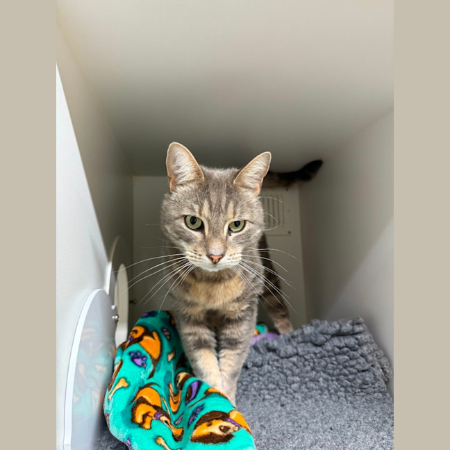 Photo of 💘 Ziggy 6642 💘