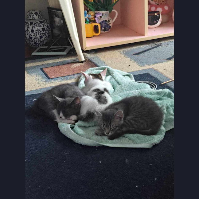 Photo of Kale   Located In Northcote