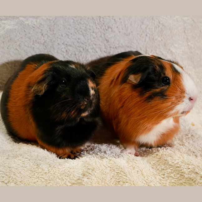 Photo of Sausage & Nutmeg