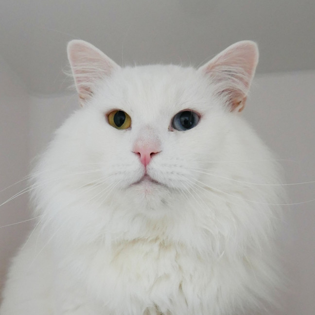 Photo of Aslan Sua015358