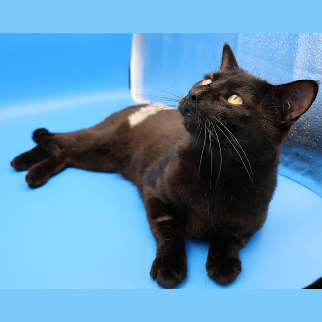 Photo of Patch   Available Pet Quarters Tuggerah