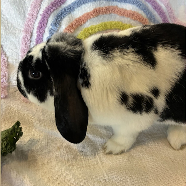 Photo of Arthur