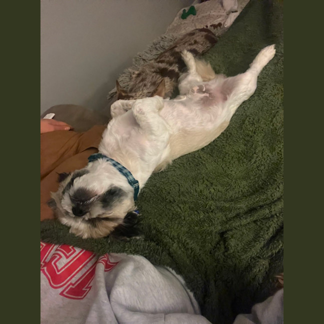 Photo of Harry   2 Year Old Maltese X Shih Tzu