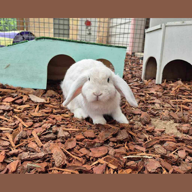 Photo of Leonardo Derabbito