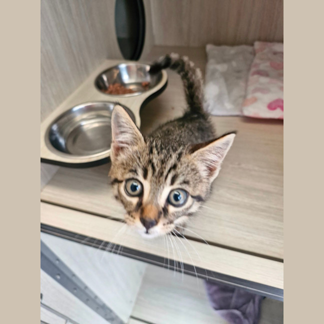 Photo of C1526 Caine