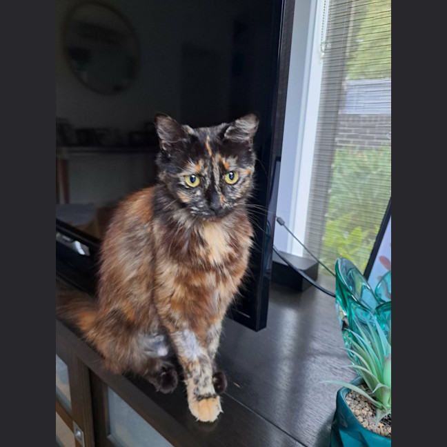 Photo of Stella 