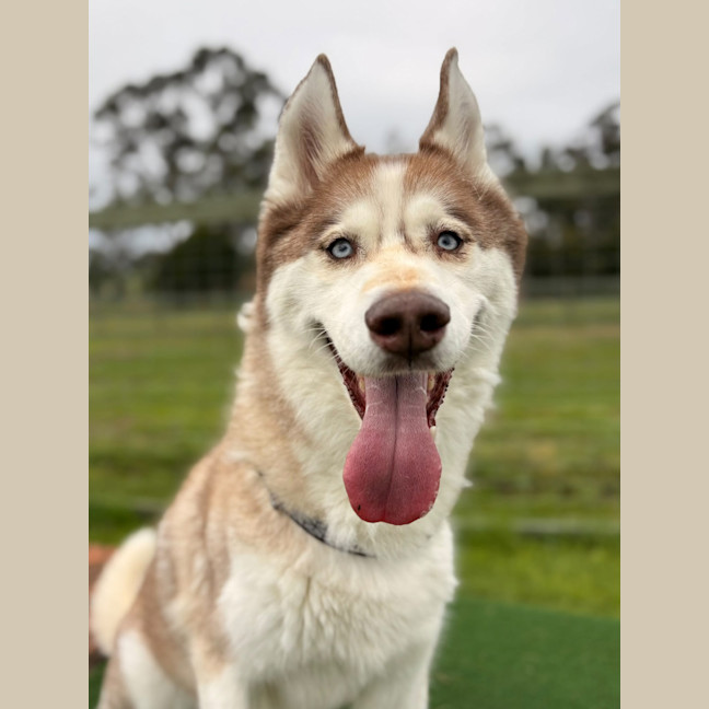 Photo of Wolf