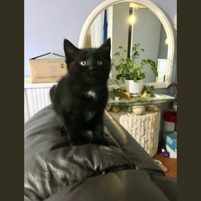 Photo of Midnight