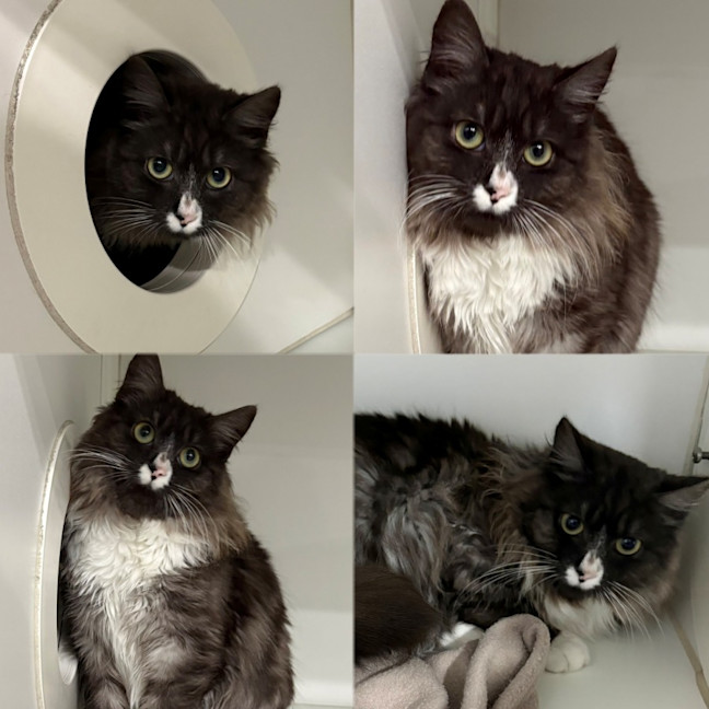 Photo of Domino