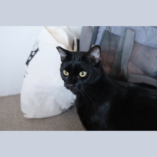 Photo of Night Rider