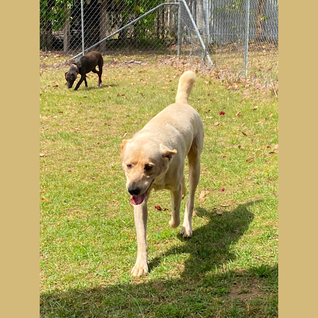 Photo of Buddy