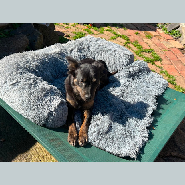 Photo of Pippa
