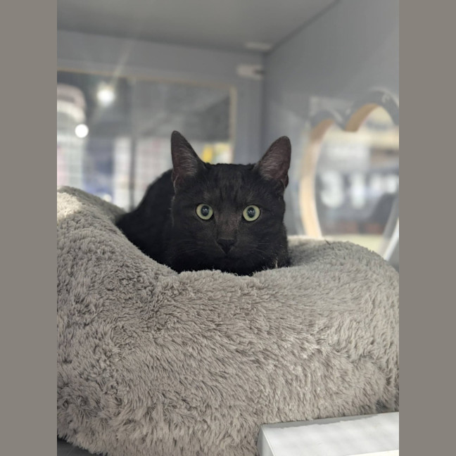 Photo of Kipper