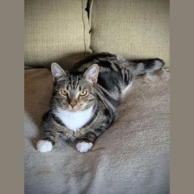 Photo of Hugo *9 Lives Project Rescue*