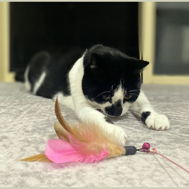 Photo of Smudge