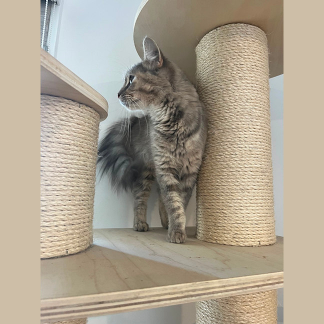 Photo of Roofina