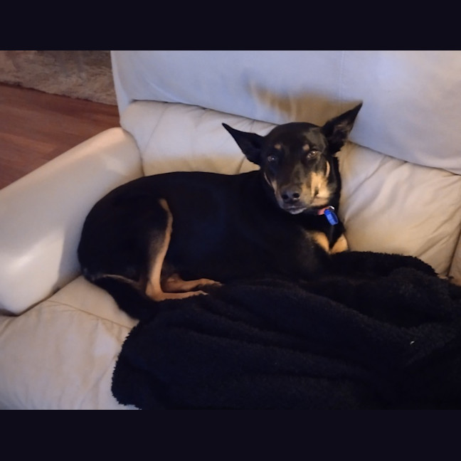 Photo of Molly   4 Year Old Kelpie (On Hold)