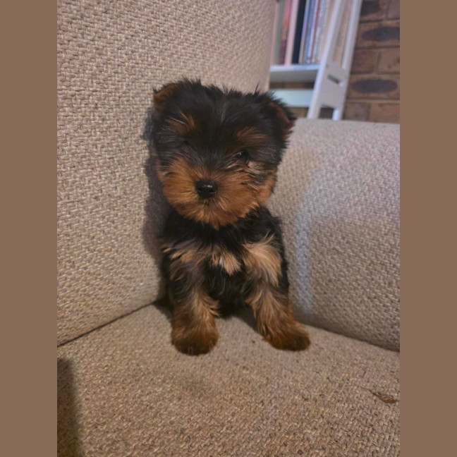 Photo of Little Foot