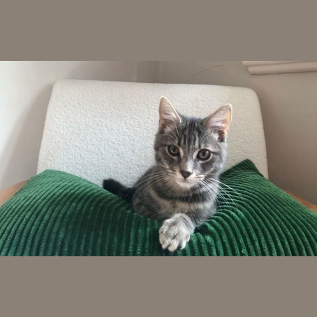 Photo of Disco