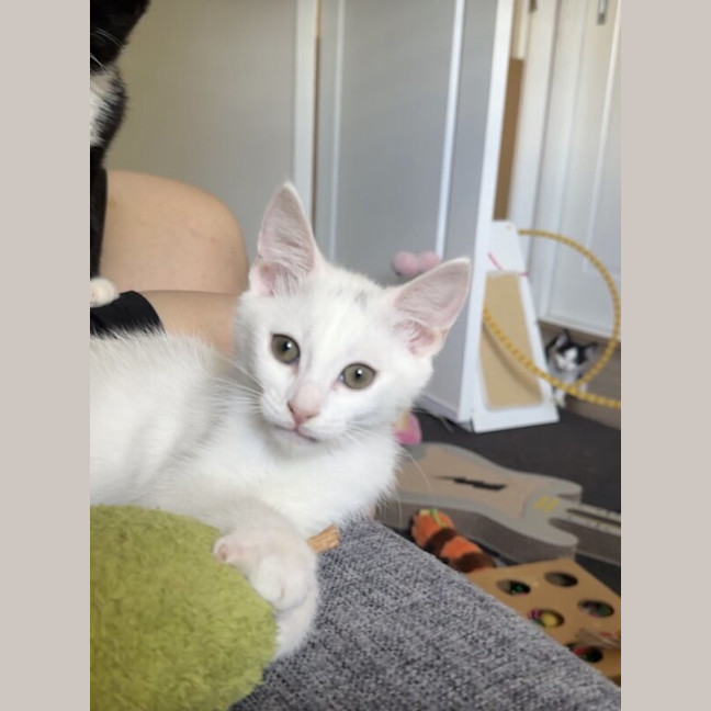 Photo of Marshmallow