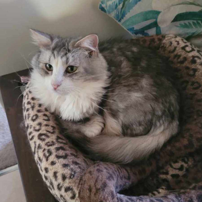 Photo of Harvey * 9 Lives Project Rescue*