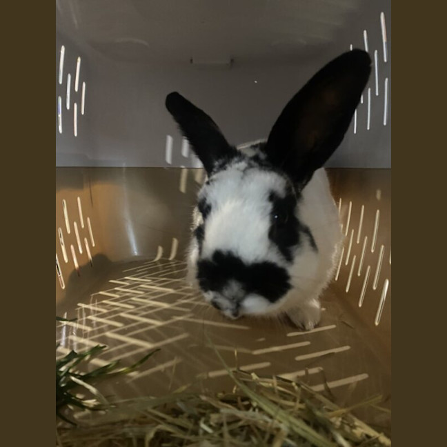 Photo of Mellow Man Ace