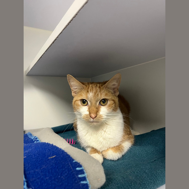 Photo of Ember