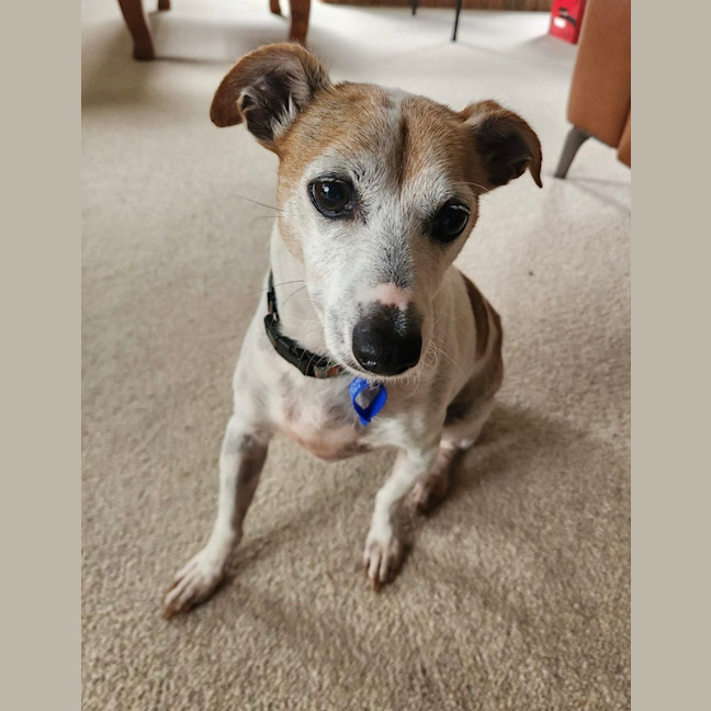 Photo of Billy   10 Year Old Jack Russell X