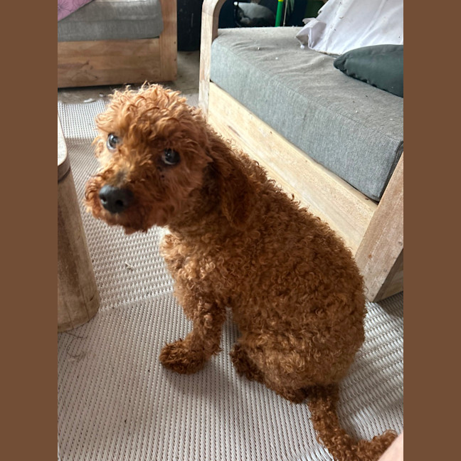 Photo of Theo