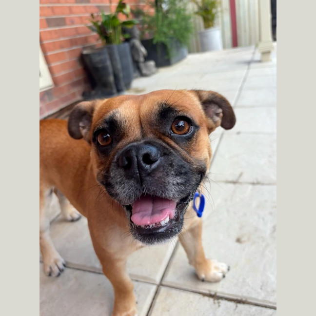 Photo of Poppy   2 Year Old Bulldog X Pug