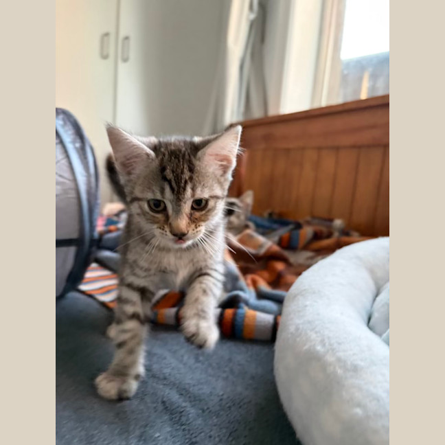 Photo of Cinnamon