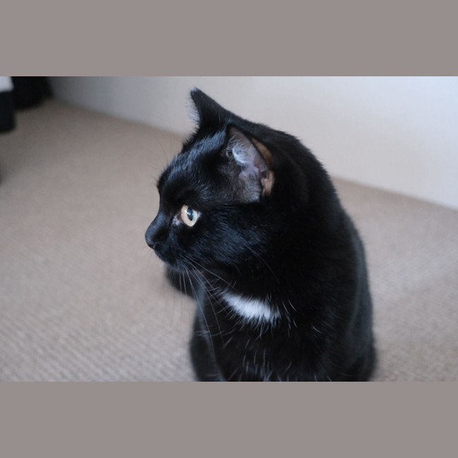 Photo of Night Rider