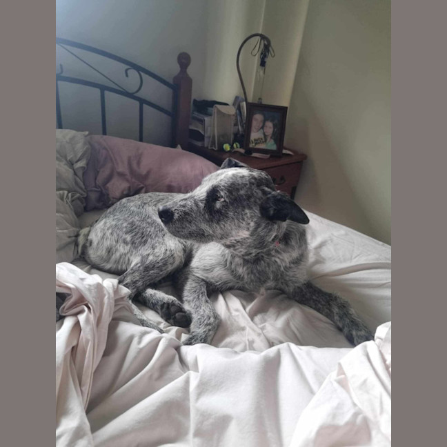 Photo of Scruffy