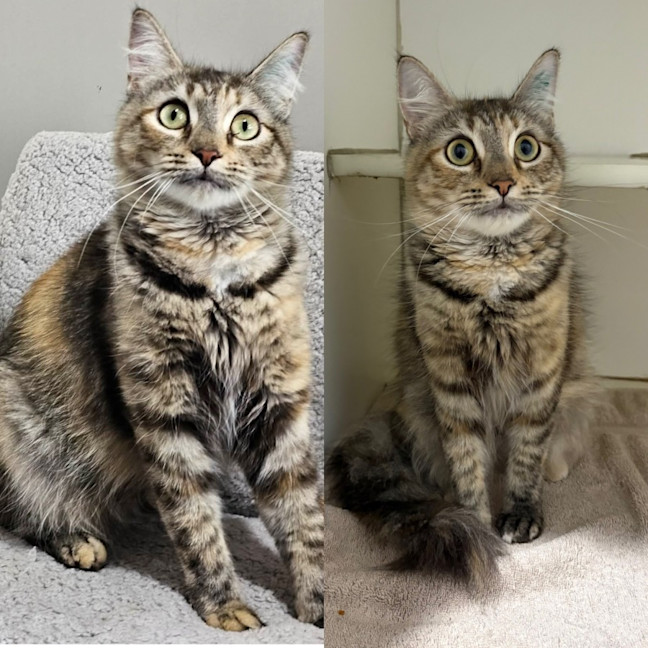 Photo of Olive