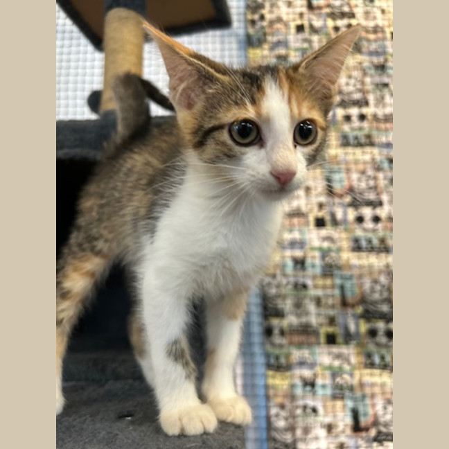 Photo of Biscuit