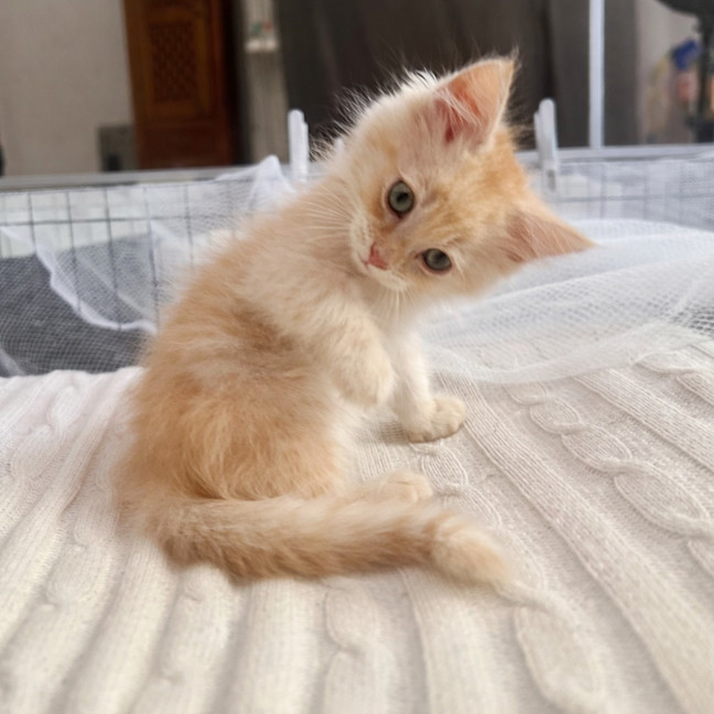 Photo of Wilf