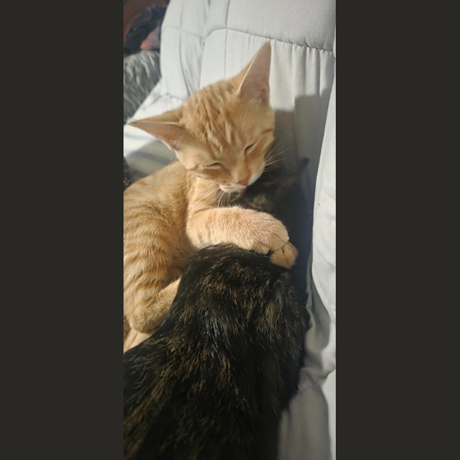 Photo of Maple / Leo