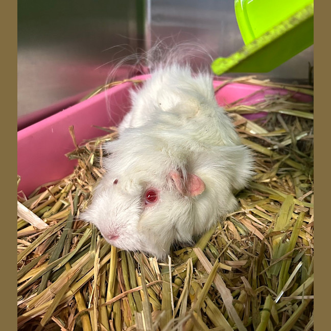 Photo of Pinky