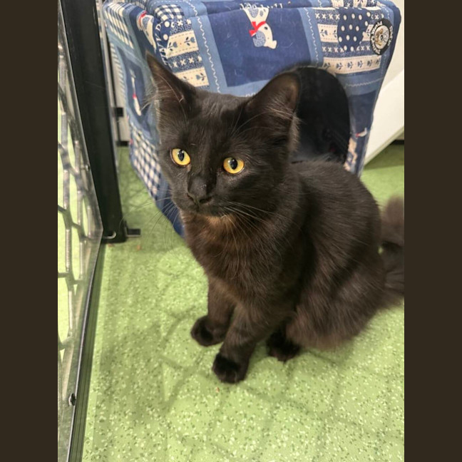 Photo of Panther