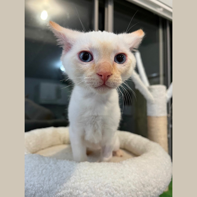 Photo of Phoenix
