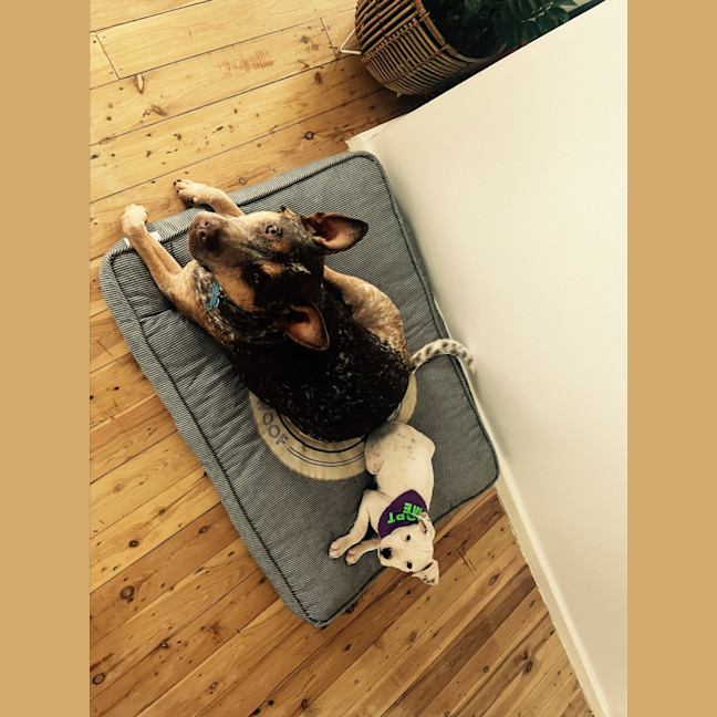 Photo of Dotti   10 Week Old Cattle Dog X (Trial)