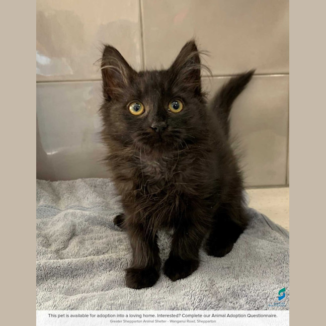 Photo of Fuzzy Wuzzy