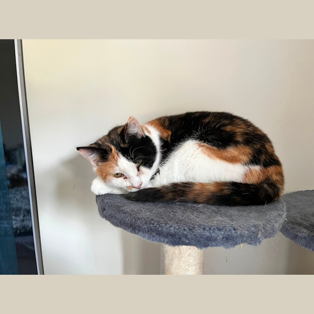 Photo of Zha Zha Gapurr *9 Lives Project Rescue*