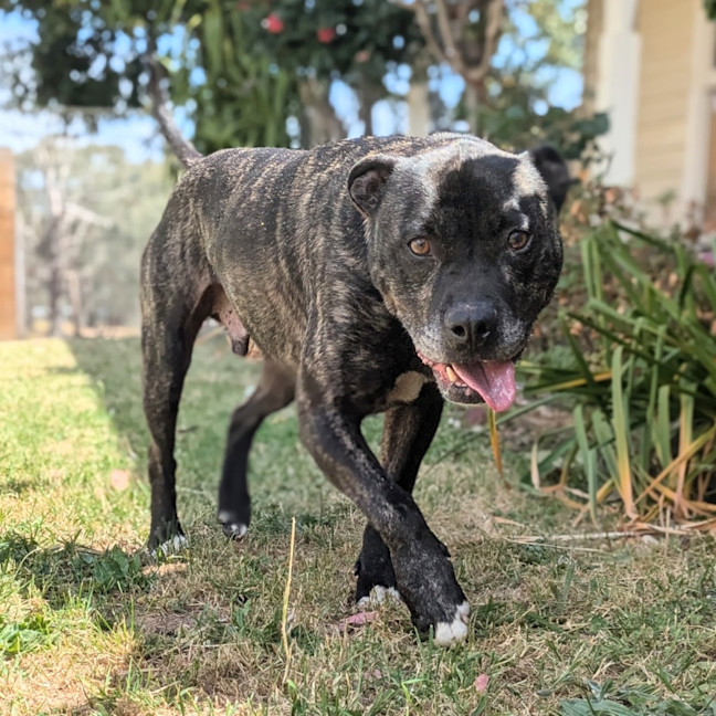 Photo of Tonka