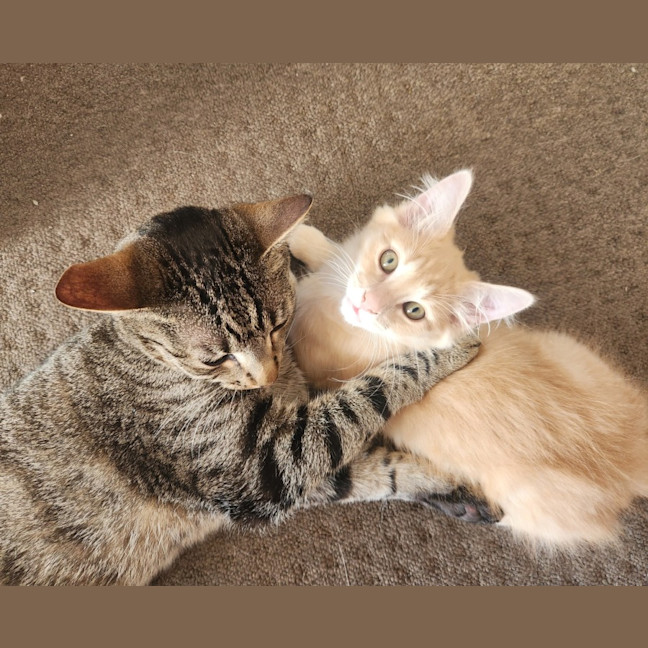 Photo of Morgan (Located In Foster Care In Templestowe)