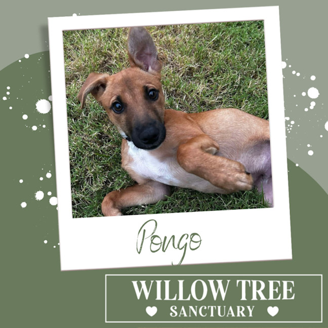 Photo of Pongo